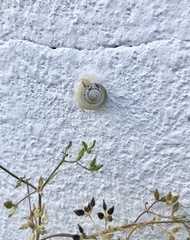 Monacha cartusiana