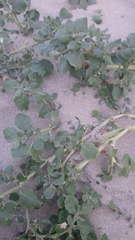 Trianthema portulacastrum