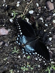 Papilio troilus image