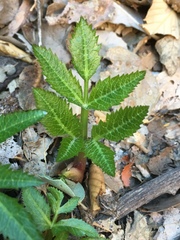 Angelica scabrida
