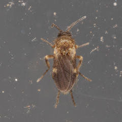 Forcipomyia bipunctata