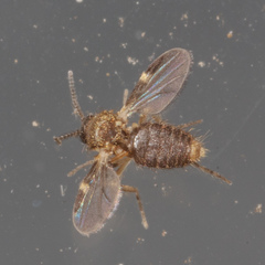 Forcipomyia bipunctata