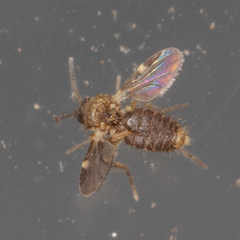 Forcipomyia bipunctata