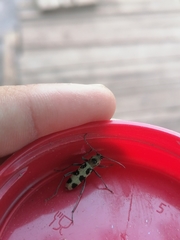 Chlorophorus herbstii