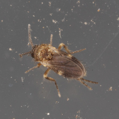 Forcipomyia bipunctata