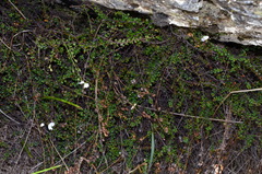 Veronica decora