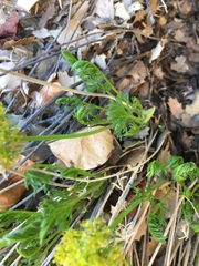 Lomatium parryi