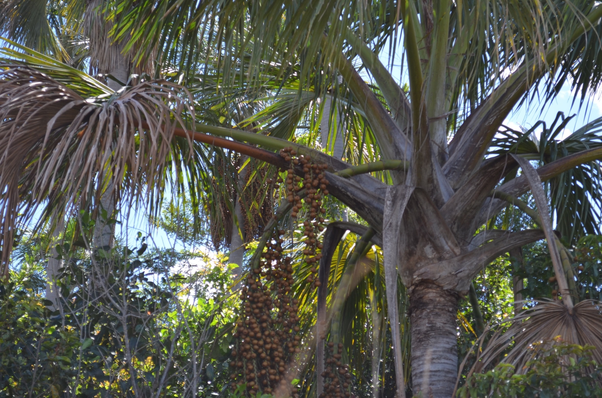 Mauritia flexuosa
