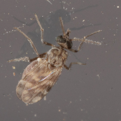 Culicoides