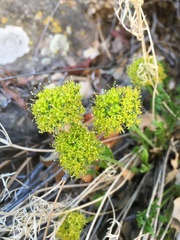 Lomatium parryi