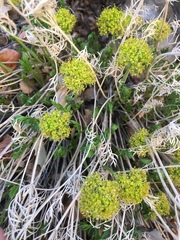 Lomatium parryi