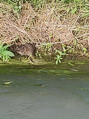 Arvicola italicus