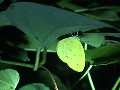 Eurema floricola