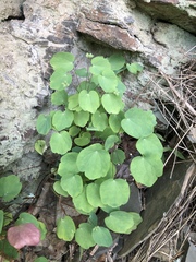 Thalictrum thalictroides