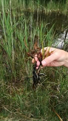 Potamogeton coloratus