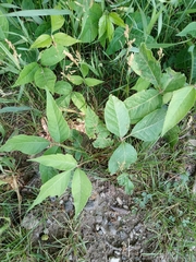 Toxicodendron radicans
