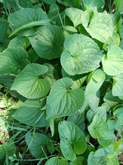 Viola sororia
