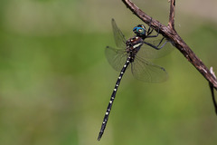 Archaeosynthemis leachii