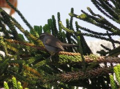 Thryomanes bewickii
