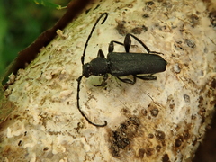 Ropalopus macropus