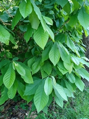 Asimina triloba