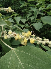 Mallotus apelta