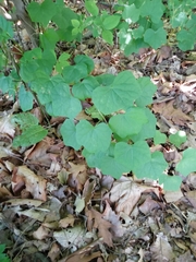 Menispermum canadense