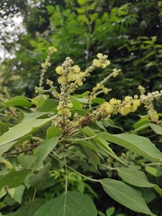 Mallotus apelta