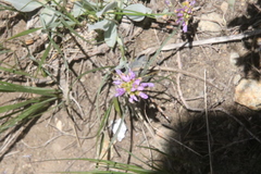 Phoenicaulis cheiranthoides