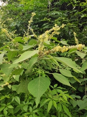 Mallotus apelta