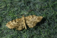 Eupithecia analoga