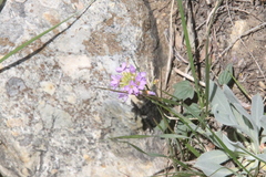 Phoenicaulis cheiranthoides
