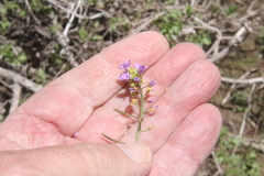Phoenicaulis cheiranthoides