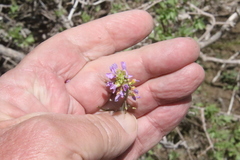 Phoenicaulis cheiranthoides