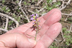 Phoenicaulis cheiranthoides