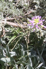 Phoenicaulis cheiranthoides