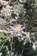 Phoenicaulis cheiranthoides