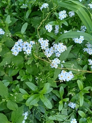Myosotis