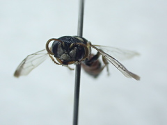 Cerceris conifrons