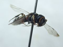 Cerceris conifrons