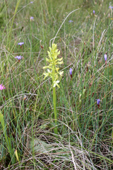 Platanthera bifolia
