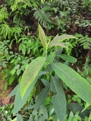 Callicarpa brevipes
