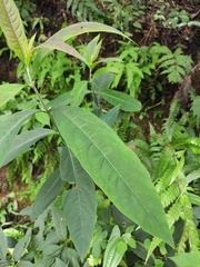 Callicarpa brevipes