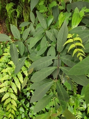 Callicarpa brevipes