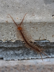 Lithobius
