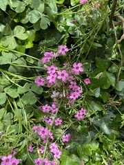 Oxalis articulata