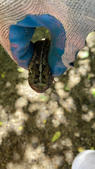 Anaxyrus americanus