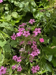 Oxalis articulata