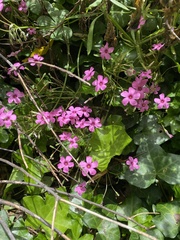 Oxalis articulata