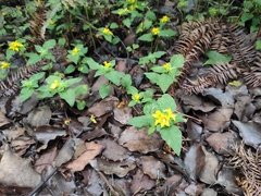 Lysimachia congestiflora